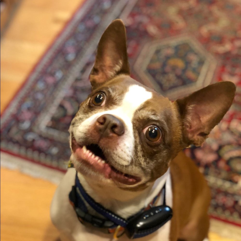 Meet your Posher, Ruane